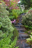Ferns, heather, Acer palmatum and Azaleas are among the plants lining steps in the Japanese Garden at Mount Pleasant Gardens, Kelsall, Cheshire in June