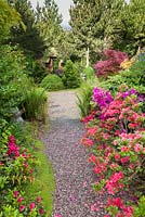 Ceanothus 'Concha', Acer palmatum, ferns and Azaleas are among the plants lining a path in the Japanese Garden at Mount Pleasant Gardens, Kelsall, Cheshire in June