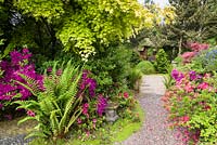 Ceanothus 'Concha', Acer palmatum, ferns  and Azaleas are among the plants lining a path in the Japanese Garden at Mount Pleasant Gardens, Kelsall, Cheshire photographed in June