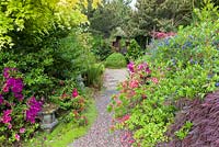Ceanothus 'Concha', Acer palmatum and Azaleas are among the plants lining a path in the Japanese Garden at Mount Pleasant Gardens, Kelsall, Cheshire in June