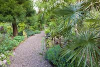 A Trachycarpus palm, Agaves and ferns add an exotic feel to a path at Mount Pleasant Gardens, Kelsall, Cheshire in June.