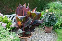 Canna 'Tropicana' and Dahlia 'Moonshine' growing in terracotta pots on cobbled patio with wooden bench and backed by clipped conifer hedge. Southlands, July