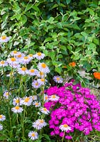 Dianthus and Aster in Summer border
