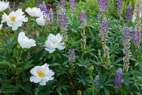 Lupinus and Paeonia in Summer border
