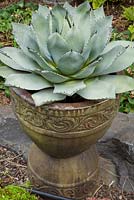 Agave parryi in decorative container