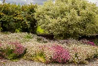 Cornus alba 'Elegantissima' and Dianthus cv mix