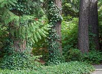 Pinus ponderosa, Hedera cv