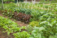 Vegetable garden with Lettuce, Swiss Chard, Beet, Lettuce 'Cimmaron', Kale 'Winter Red' 