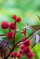 Ricinus communis 'Carmencita Bright Red' with flowers and fruits forming