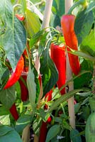 Capsicum - red chillies growing on a wigwam of bamboo canes. Designer: Terry Oliver,  Sponsor: Royal Borough of Kensington and Chelsea