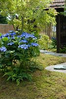 Close up of a 'Japanese Summer Garden' designed by Saori Imoto, showing a gently rising mound covered with moss and planted with blue hydrangea serrata, ferns and acer palmatum. To the right a winding gravel path is set with granite stepping stones. To the right an entrance way is framed by a dark 'bamboo' screen and topped by a 'bamboo' roof. Hampton Court Flower Show, July 2016.