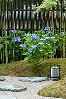 Detail of a 'Japanese Garden' designed by Saori Imoto, showing a gentle mound covered with moss and planted with blue hydrangea macrophylla and serrata and phylostachys bissetii, against a dark screen of artificial bamboo. A winding gravel path is set with granite stepping stones and to the right sits a japanese iron lantern. Hampton Court Flower Show, July 2016.