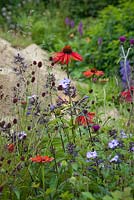 Echinacea 'Summer Wine' with Deschampsia cespitosa, Sanguisorba officianalis 'Chocolate Tip', Cirsium rivulare 'Trevor's Blue Wonder', and blue phlox and salvia. Hampton Court Flower Show, July 2016.