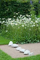 'The World Vision Garden' showing  attention to detail with carefully placed white stones on a strip of smoothly levelled, fine gravel with a backdrop ofclipped hornbeam, ox-eye daisies and deep blue agastache. RHS Hampton Court Flower Show, July 2016.