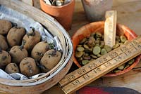 Springtime Potting bench items, pots of seeds and seed potatoes on wooden bench, UK, March
