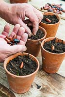 Gardener sowing broad bean seeds in terracotta pots