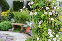 Delicate pink climbing roses and vine on an arched pergola in The St John's Hospice - A Modern Apothecary. RHS Chelsea Flower Show 2016. Designer: Jekka McVicar, Sponsor: St John's Hospice. Silver-Gilt