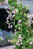 Rosa 'Paul's Himalayan Musk' on metal arch. The St John's Hospice Garden, The Modern Apothecary. RHS Chelsea Flower show 2016