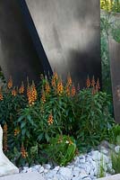 The Telegraph Garden - A large clump of Isoplexis canariensis - Canary Island foxglove, planted by three bronze fins representing an ancient mountain range. The Telegraph Garden. RHS Chelsea Flower Show 2016. Designer: Andy Sturgeon FSGD, Sponsor: The Telegraph