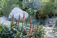 Isoplexis canariensis. The Telegraph Garden. RHS Chelsea Flower Show 2016. Designer: Andy Sturgeon FSGD, Sponsor: The Telegraph