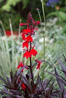 Lobelia cardinalis  'Queen Victoria' - The Bowel Disease UK Garden for Crohn's Disease, RHS Hampton Court Palace Flower Show 2016