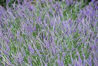 Lavandula x intermedia 'Grosso' - Lavender Garden, RHS Hampton Court Palace Flower Show 2016