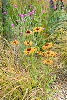 Echinacea 'Tiki Torch' with Anemanthele lessoniana and Lychnis coronaria 'Mese' in background - Striving for Survival, Design: Holly Fleming, RHS Hampton Court Palace Flower Show 2016