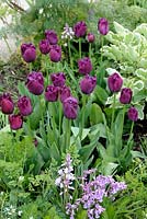Tulipa 'Curly Sue' - fringed group