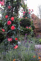Rosa 'Westerland' with clipped Taxus baccata, Lavandula and Cirsium rivulare - Greening Grey Britain, RHS Chelsea Flower Show 2016, Design: Ann-Marie Powell