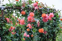 RHS Greening Grey Britain Garden. Rosa 'Westerland'. RHS Chelsea Flower Show 2016, Design: Ann-Marie Powell, Sponsors: RHS
