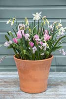 Narcissus 'Thalia',  Tulipa 'Synaeda Amor'  and Chionodoxa forbesii 'Pink Giant'