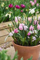 Narcissus 'Thalia', Tulipa 'Synaeda Amor' and Chionodoxa forbesii 'Pink Giant'