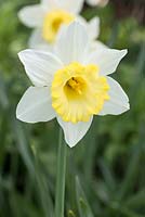 Narcissus 'Finland'