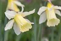 Narcissus 'W.P. Milner'