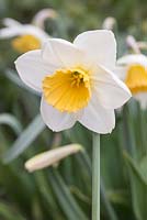 Narcissus 'Fragrant Breeze'