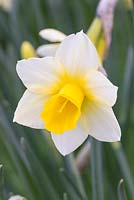 Narcissus 'Golden Echo'