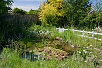 View of pond. White picket fence and gate on far side. Plants include cotton grass - Eriphorum angustifolium, water soldiers - Stratiotes aloides, water lilies, ox-eye daisies - Leucanthemum vulgare and grasses.