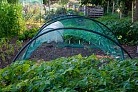 Cloche over broccoli. Made from old water pipe bent into hoops, covered in netting to repel pigeons. Potatoes in foreground, compost bins made from old pallets in background
