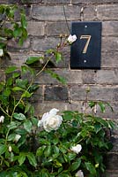 Door number on grey brick Victorian terrace  wall with white rose - Rosa 'Swan Lake'