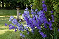 Campanula persicifolia in front of sunlit lawn with sundial
