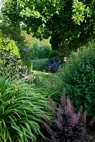 Looking through herbaceous border with day lilies - Hemerocallis, Sambucus nigra 'Guincho Purple' and Heuchera in foreground, to stepping stone pathway between borders. Geranium x magnificum further back.