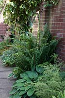 Shady border against brick wall with ferns including Dryopteris affinis Crispa group, Polystichum polyblepharum and hostas. Statue of woman in corner. Ivy - Hedera colchica 'Dentata Variegata' overhead
