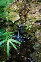 Trickling waterfall with foliage of bamboo. Fern growing in crevice.