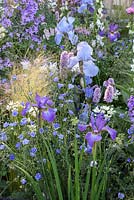 The LG Smart Garden. Iris 'Jane Phillips' and 'Perry's Blue' with Stipa tenuissima in border backlit. Designer: Hay Young Hwang  Sponsors: LG Electronics. RHS Chelsea Flower Show 2016