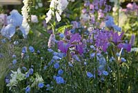 The LG Smart Garden - Planting combination including Iris sibirica 'Pink Haze', Briza media and Aquilegia vulgaris 'Nivea'. RHS Chelsea Flower Show 2016. Designer: Hay Young Hwang, Sponsors: LG Electronics

