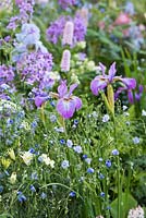 The LG Smart Garden, mix of pink and blue spring flowers including Iris sibirica 'Sparkling Rose', Persicaria bistorta 'Superba', white Aquilegia, Hesperis matronalis. RHS Chelsea Flower Show 2016. Designer: Hay Young Hwang, Sponsors: LG Electronics

