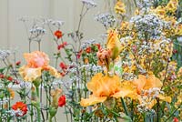 Iris 'Big Squeeze' in The Modern Slavery Garden. The RHS Chelsea Flower Show 2016.  Designer: Juliet Sargeant MSGD - Sponsor: The Modern Slavery Garden Campaign - GOLD - RHS People's Choice Award: Fresh Garden winner
