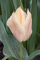 Tulipa 'Fur Elise'