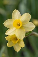 Narcissus 'Pacific Coast'