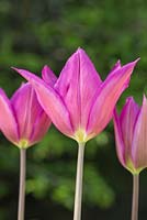 Tulipa 'Lilac Time'